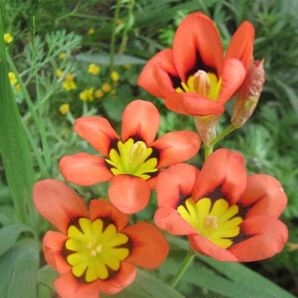 Sparaxis (Orange) - Bulbs (set of 5)