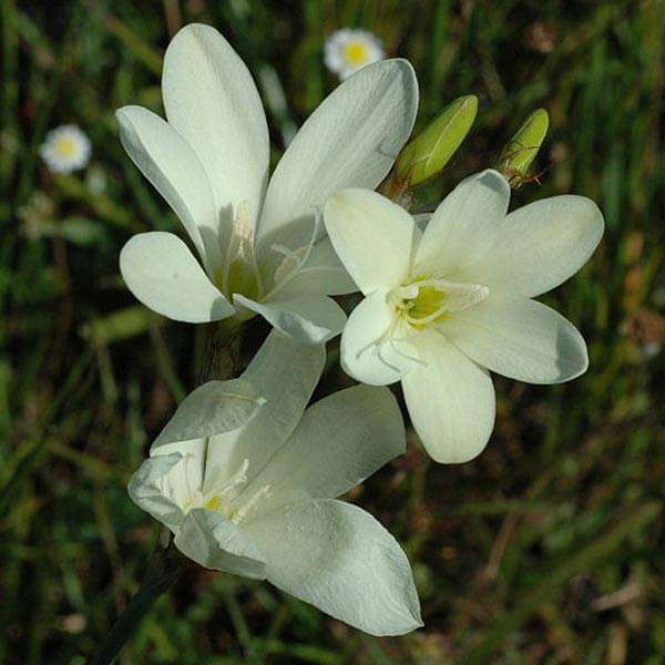 Sparaxis (White) - Bulbs (set of 5)
