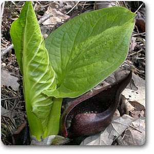 Spathyema foetida - Plant