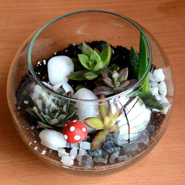 Spherical desert plant terrarium (5.5in Ht)
