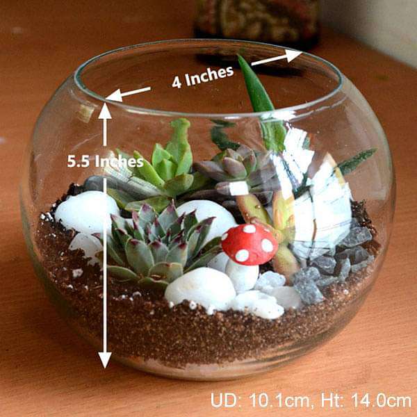 Spherical desert plant terrarium (5.5in Ht) - Image 2
