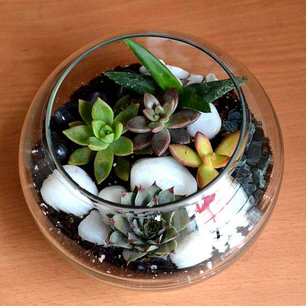 Spherical desert plant terrarium (5.5in Ht) - Image 3