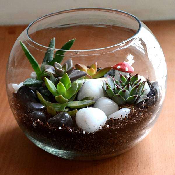 Spherical desert plant terrarium (5.5in Ht) - Image 4