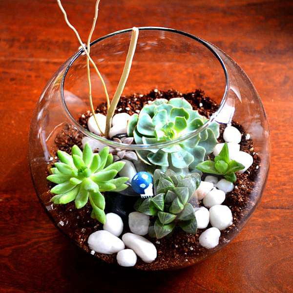 Spherical succulent terrarium (7.5in Ht)