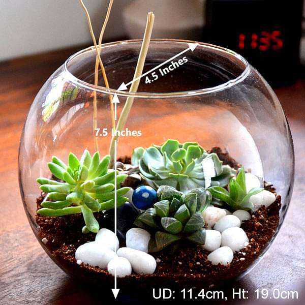 Spherical succulent terrarium (7.5in Ht) - Image 2