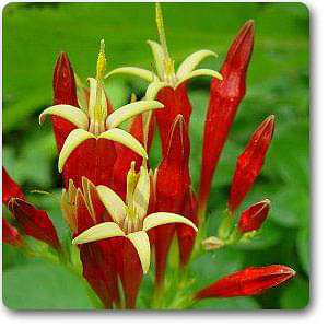 Spigelia marilandica - Plant