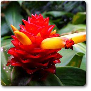 Spiral Flag - Plant