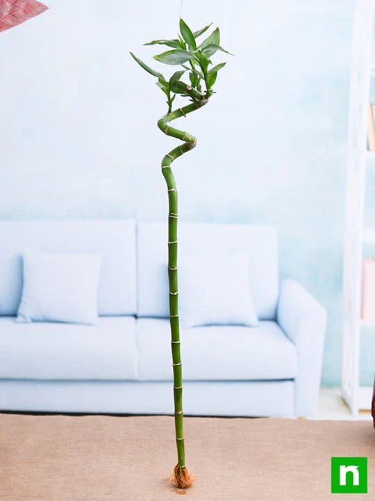 60 cm Spiral Stick Lucky Bamboo Plant - Image 2