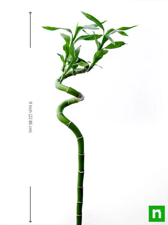 60 cm Spiral Stick Lucky Bamboo Plant - Image 3