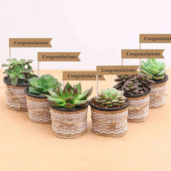 Splendid Succulents - Corporate Gift (set of 30) - Image 3