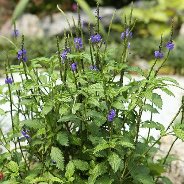 Stachytarpheta (Any Color) - Plant