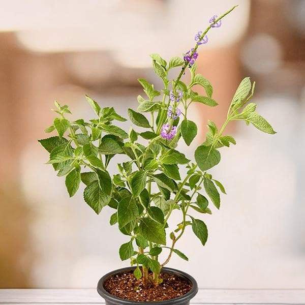 Stachytarpheta ( Purple ) - Plant