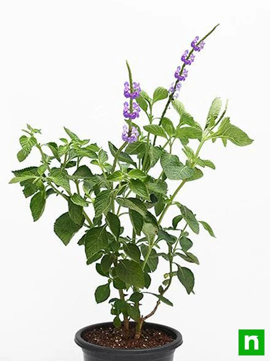 Stachytarpheta ( Purple ) - Plant - Image 3
