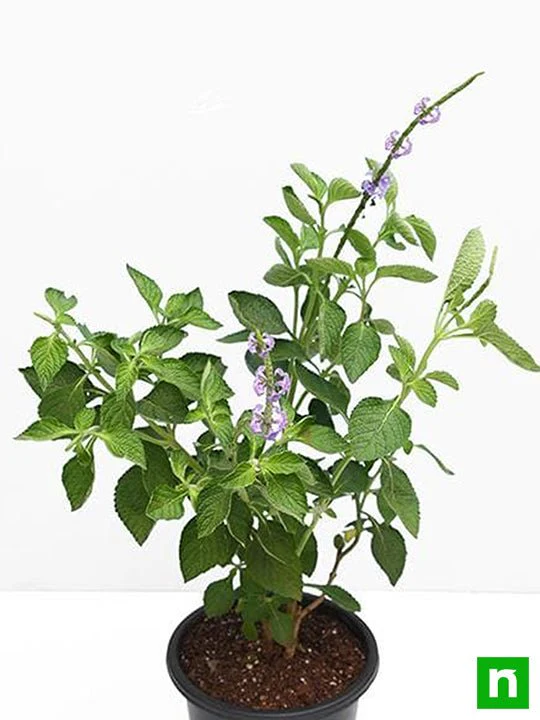 Stachytarpheta ( Purple ) - Plant - Image 4