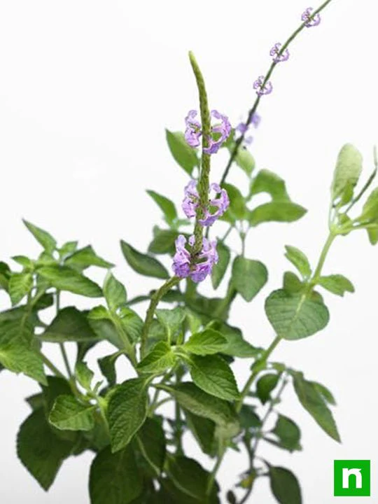 Stachytarpheta ( Purple ) - Plant - Image 5
