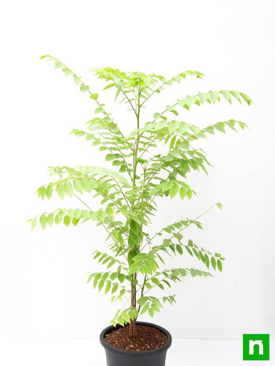 Star Gooseberry, Harfarauri - Plant - Image 3