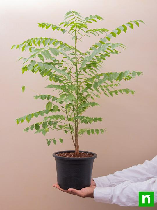 Star Gooseberry, Harfarauri - Plant - Image 4