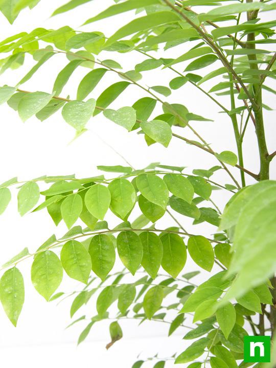 Star Gooseberry, Harfarauri - Plant - Image 5