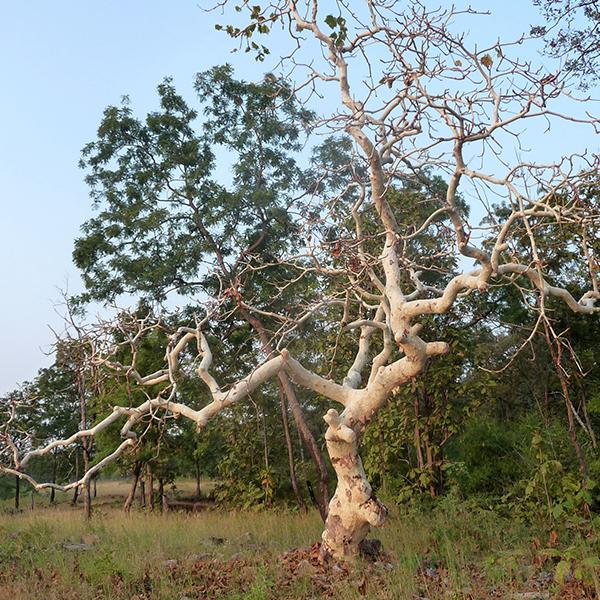 Sterculia Urens, Indian Gum - 0.5 kg Seeds - Image 2