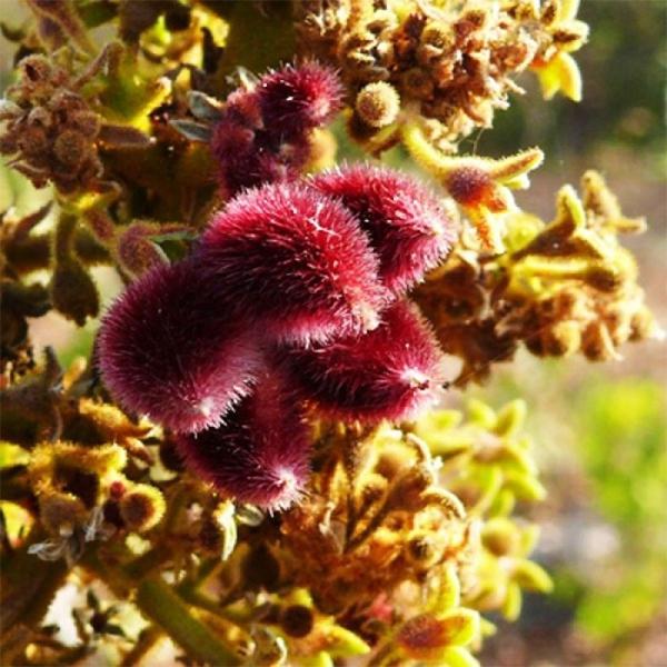 Sterculia Urens, Indian Gum - 0.5 kg Seeds - Image 3