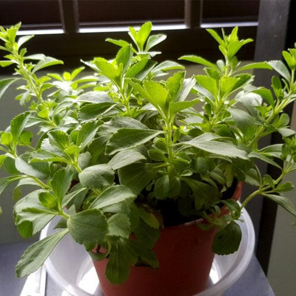 Stevia Plant, Stevia rebaudiana - Plant
