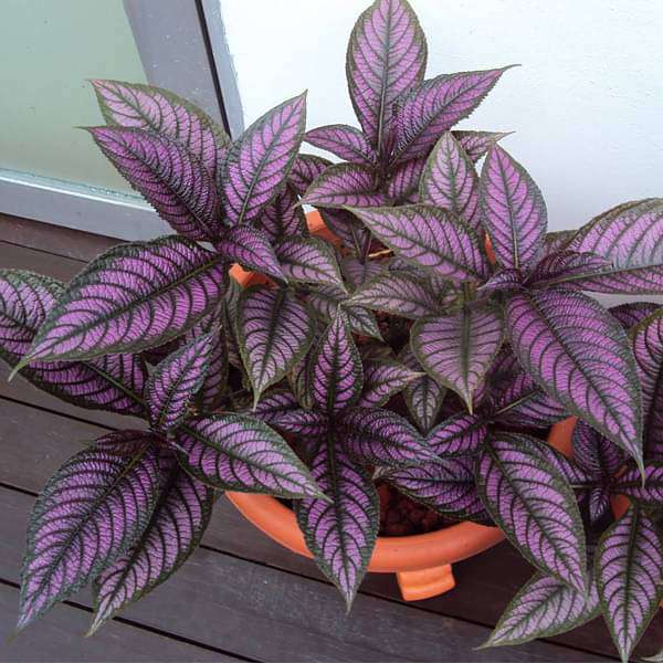 Strobilanthes dyeriana, Peacock Plant, Persian Shield - Plant