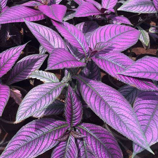 Strobilanthes dyeriana, Peacock Plant, Persian Shield - Plant - Image 2