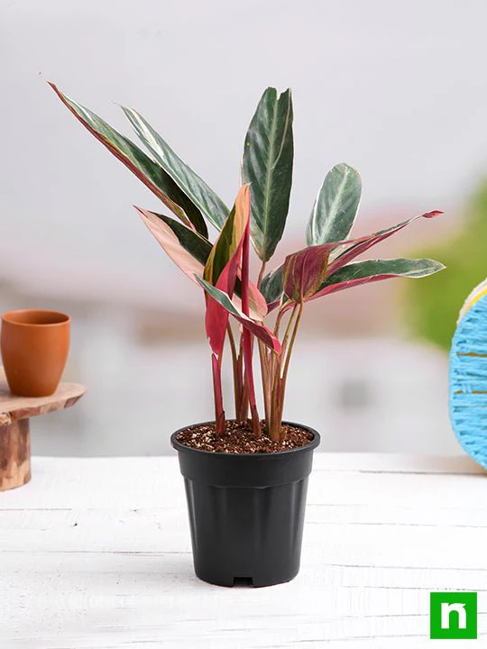 Stromanthe Sanguinea Triostar, Calathea Triostar - Plant - Image 2