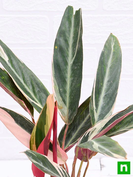 Stromanthe Sanguinea Triostar, Calathea Triostar - Plant - Image 5