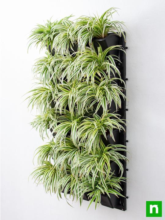 Stunning Spider Plants for Attractive Indoor Vertical Garden - Image 2