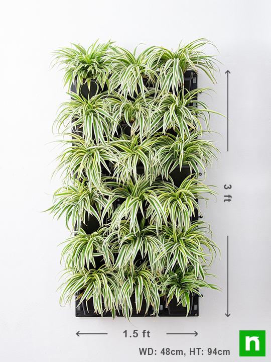 Stunning Spider Plants for Attractive Indoor Vertical Garden - Image 3