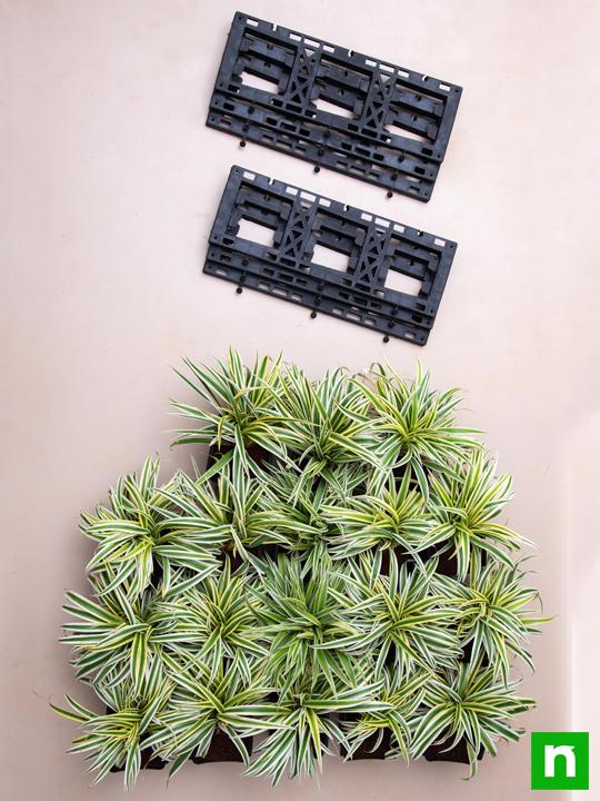 Stunning Spider Plants for Attractive Indoor Vertical Garden - Image 4