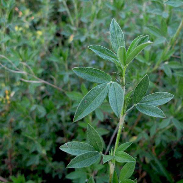 Stylosanthes scabra - 0.5 kg Seeds - Image 2