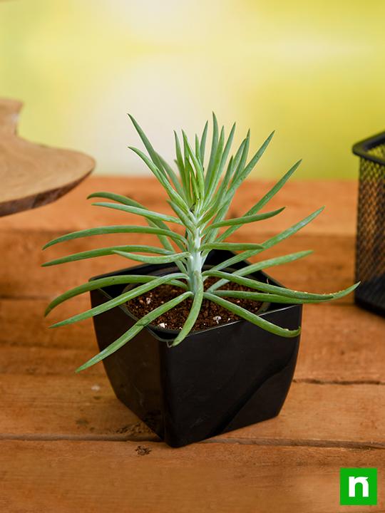Succulent Bush Senecio, Senecio barbertonicus - Succulent Plant - Image 2