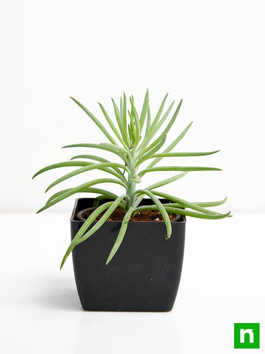 Succulent Bush Senecio, Senecio barbertonicus - Succulent Plant - Image 3