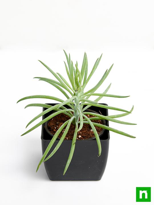 Succulent Bush Senecio, Senecio barbertonicus - Succulent Plant - Image 4