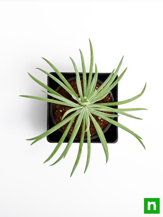 Succulent Bush Senecio, Senecio barbertonicus - Succulent Plant - Image 5