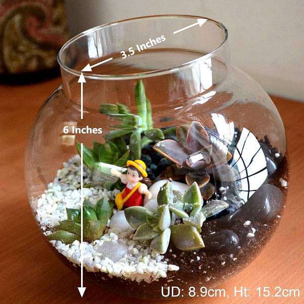 Succulent globe terrarium (6in Ht) - Image 3