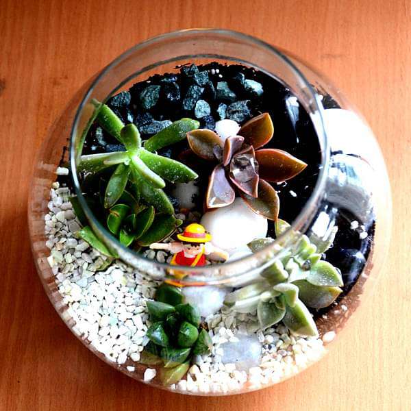 Succulent globe terrarium (6in Ht) - Image 4