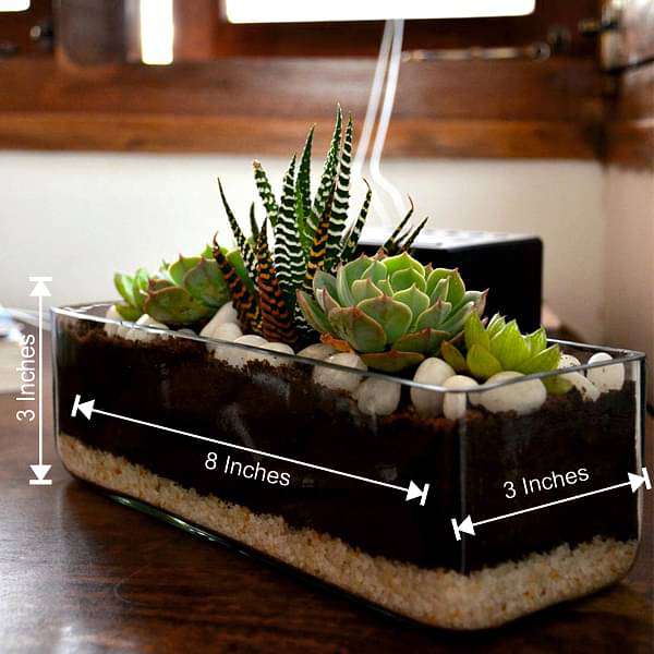Succulent in rectangle glass pot (3in Ht) - Image 3