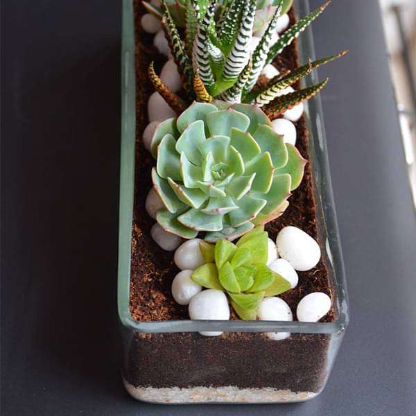 Succulent in rectangle glass pot (3in Ht) - Image 4