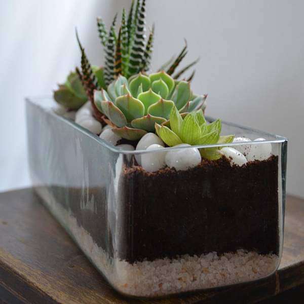 Succulent in rectangle glass pot (3in Ht) - Image 5