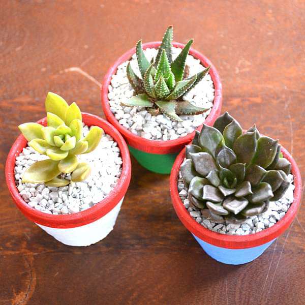 Succulent triplets in colorful pots (2.5in Ht) - Image 3