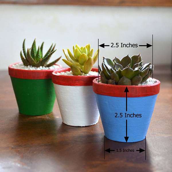 Succulent triplets in colorful pots (2.5in Ht) - Image 4