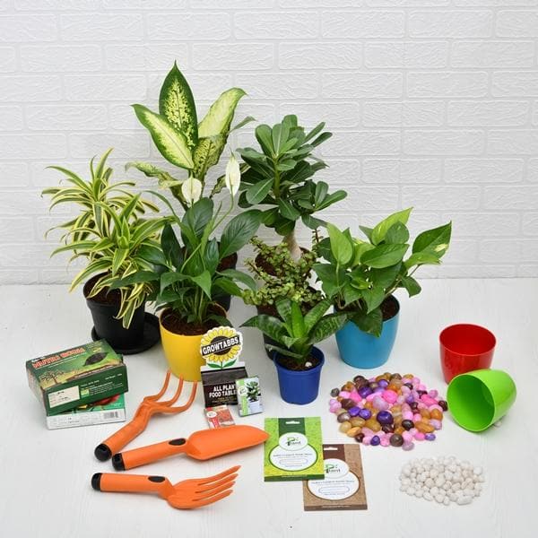 Surprise Garden Gift (Upto Worth ₹250)