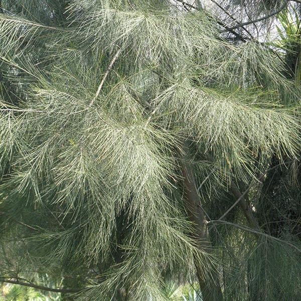 Suru Tree, Australian pine - 0.5 kg Seeds - Image 2