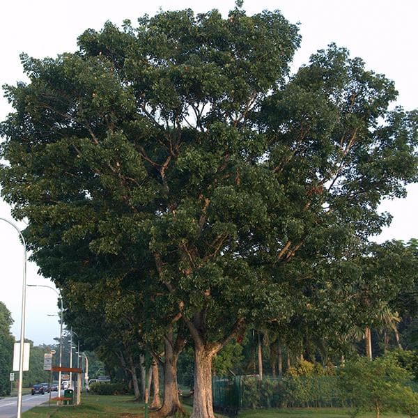 Swietenia Macrophylla, Big Leaf Mahogany - 0.5 kg Seeds - Image 2