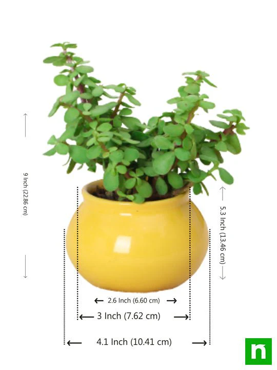 Symbol of Friendship Jade Plant in Handi Pot - Image 2