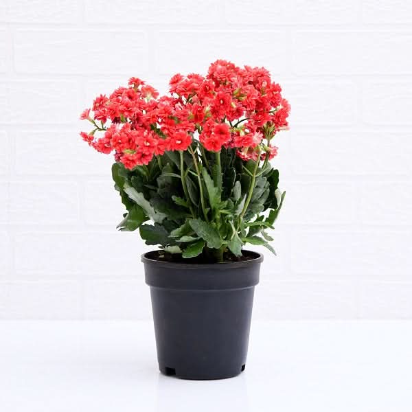 Symbol of Purity on Republic Day Plants Pack - Image 2