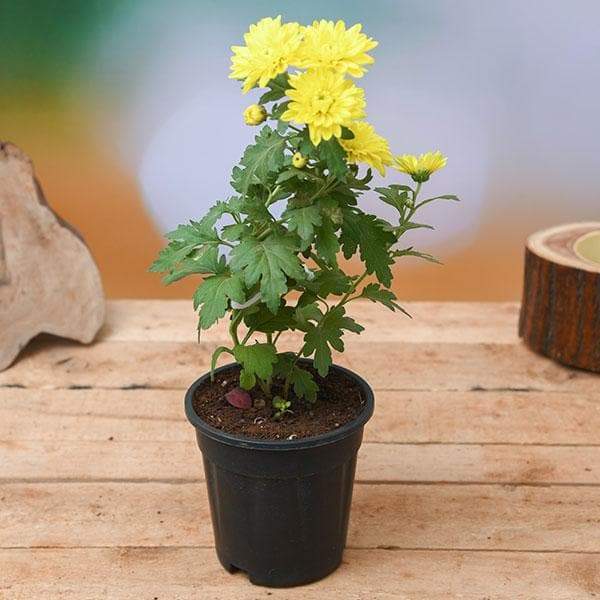 Symbol of Purity on Republic Day Plants Pack - Image 3